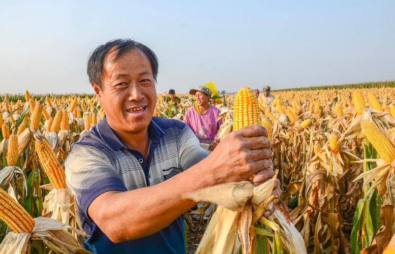 20年玉米价大涨40%，农民跟风种植，今年能“高价”吗？附玉米价